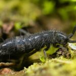 Как бороться с ногохвостками: эффективные методы