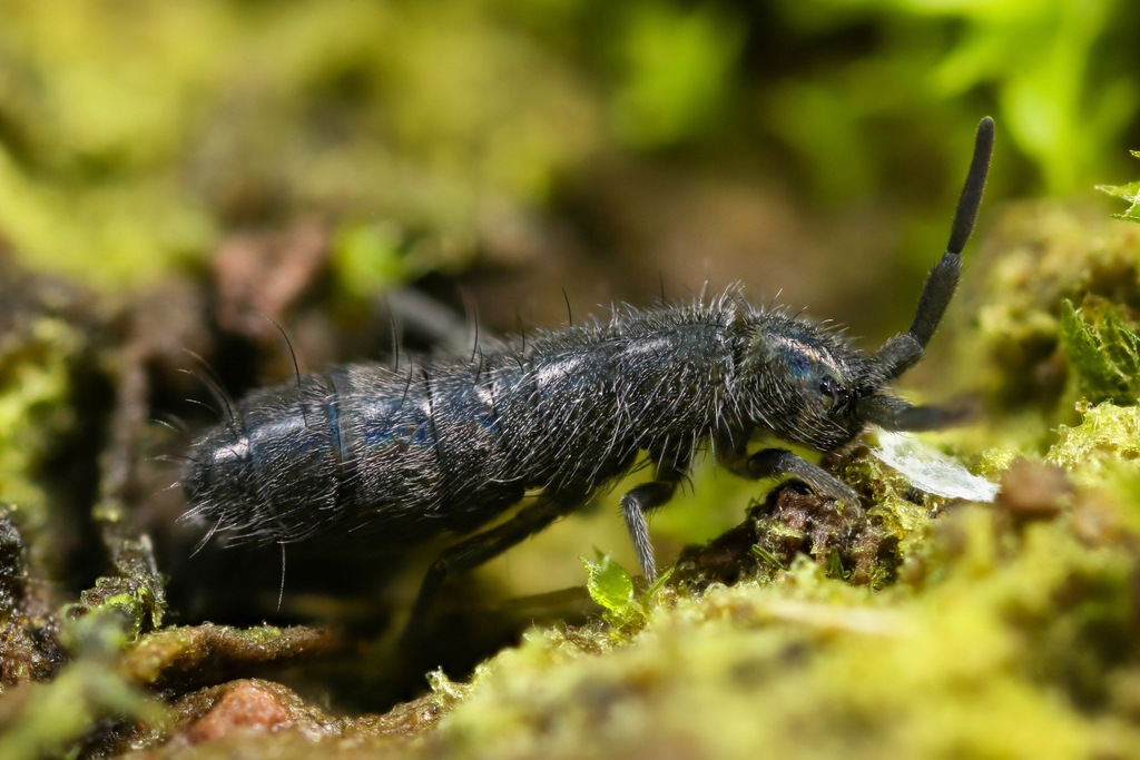 Как бороться с ногохвостками: эффективные методы