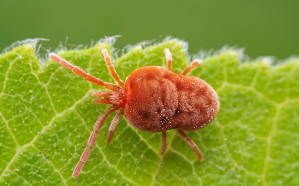Как победить паутинного клещика: полное руководство