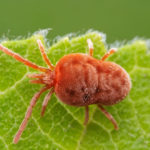 Как победить паутинного клещика: полное руководство