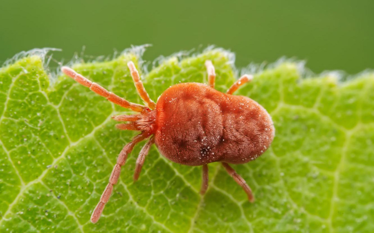 Как победить паутинного клещика: полное руководство