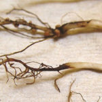 Как победить гниль корневой шейки растений