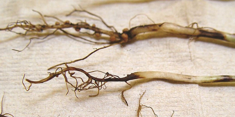 Как победить гниль корневой шейки растений