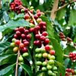 Cofea Arabica — Кофейное дерево
