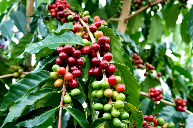 Cofea Arabica — Кофейное дерево