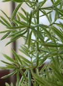 Asparagus densiflorus myers - Аспарагус Мейера