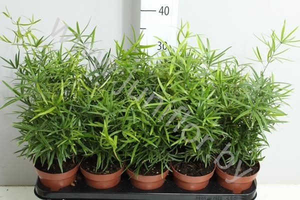 Asparagus falcatus — Аспарагус фалкатус