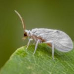 Как эффективно бороться с белокрылкой