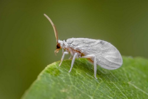 Как эффективно бороться с белокрылкой