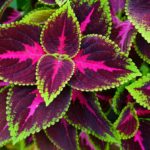 Coleus — Колеус, крапивка