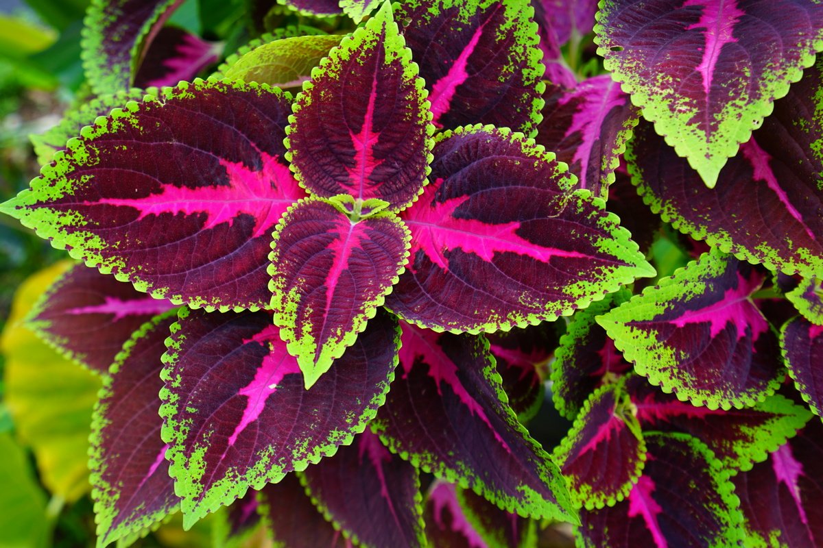 Coleus — Колеус, крапивка