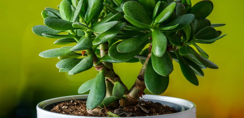 Crassula-Крассула, уход за Crassula-Крассулой