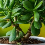 Crassula-Крассула, уход за Crassula-Крассулой