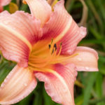 Hemerocallis — Лилейник. Описание, фото, сорта (виды) лилейника
