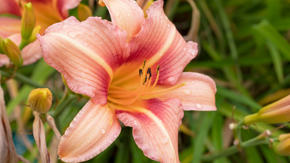 Hemerocallis — Лилейник. Описание, фото, сорта (виды) лилейника