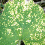 Как защитить растения от ложной мучнистой росы