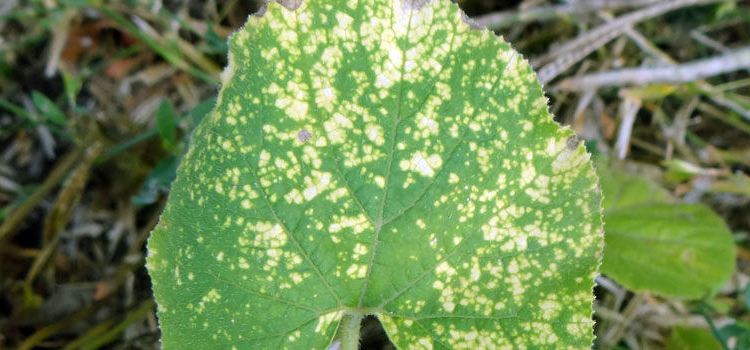 Как защитить растения от ложной мучнистой росы