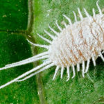 Эффективная борьба с мучнистым червецом