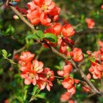 Айва японская: описание, уход, выращивание