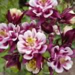 Аквилегия: описание, уход и выращивание