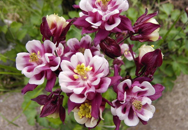 Аквилегия: описание, уход и выращивание