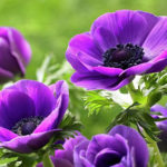 Красота анемоны и уход за ней