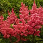 Астильба: красота и уход