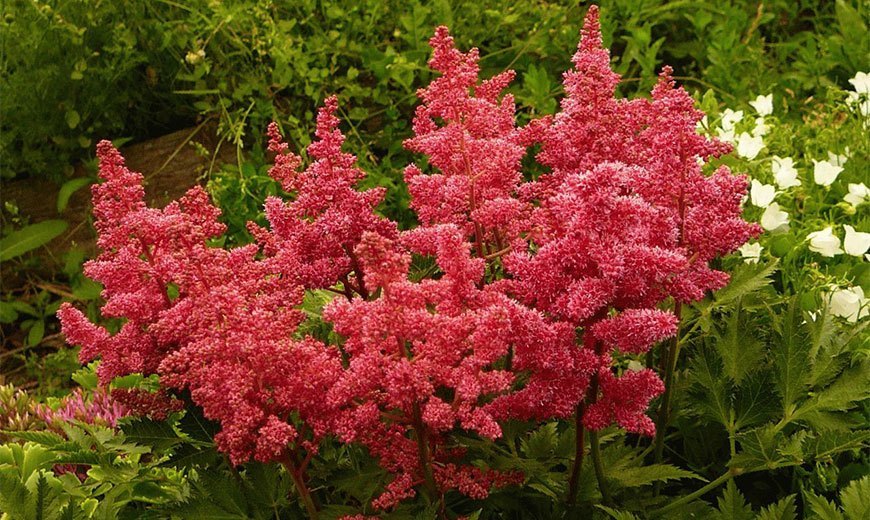 Астильба: красота и уход