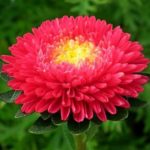 Астры: красота и уход за этими цветами