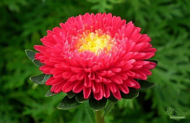 Астры: красота и уход за этими цветами