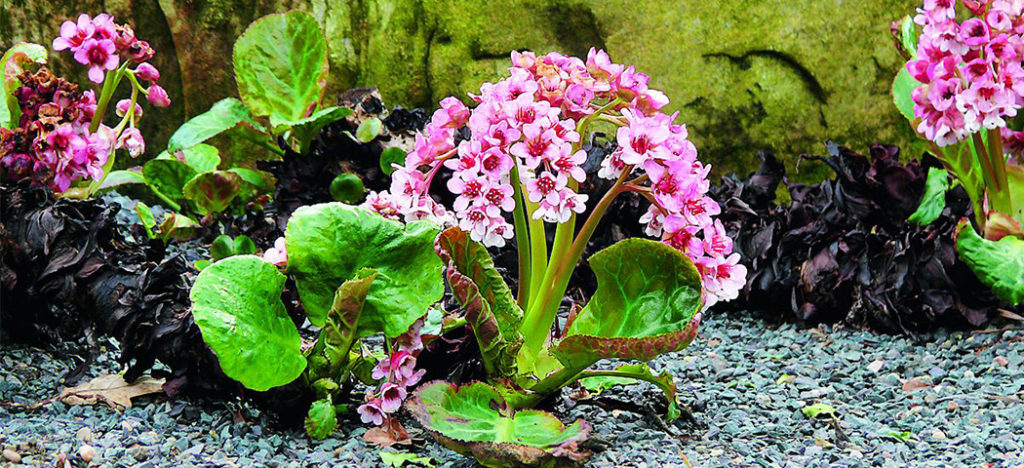 Бадан: описание, уход, размножение