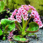 Бадан: описание, уход, размножение