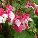 Уход и выращивание Фуксии Гибридной