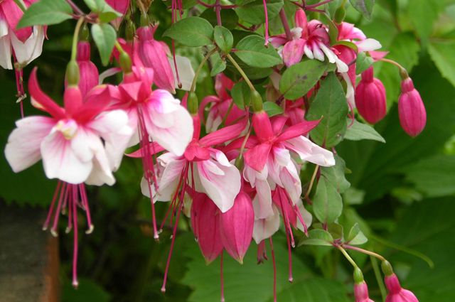 Уход и выращивание Фуксии Гибридной