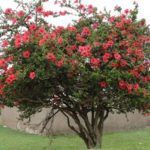 Уход за китайской розой: полное руководство