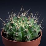 Гид по уходу за гимнокалициумами