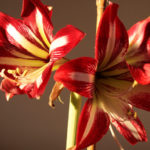 Уход за гиппеаструмом: секреты цветения