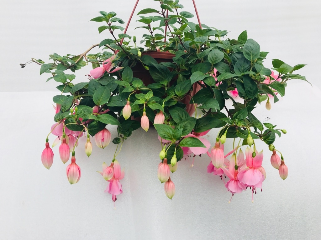 фуксия гибридная