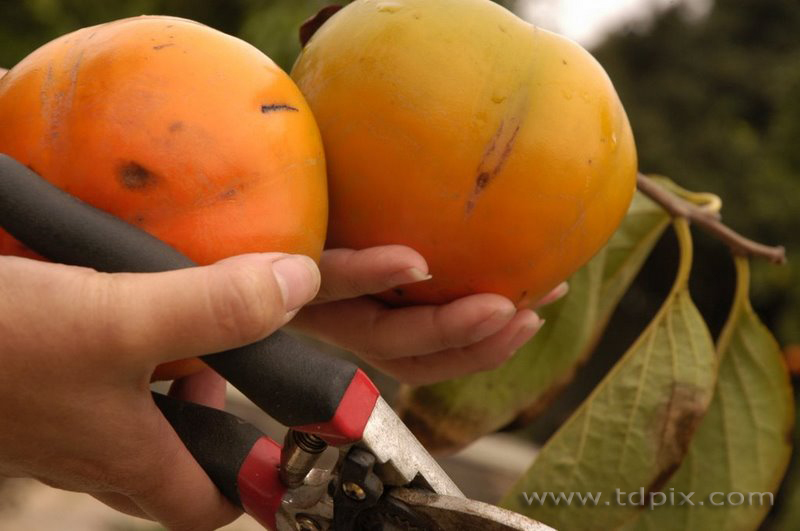 выбор плода для извлечения косточек