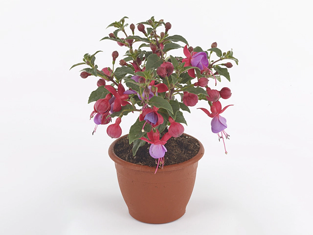 фуксия Bella Fuchsia Laura