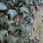 Всё о плюще: уход, размножение и цветение