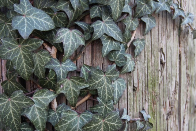 Всё о плюще: уход, размножение и цветение