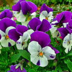 Анютины глазки: красота и уход за цветами