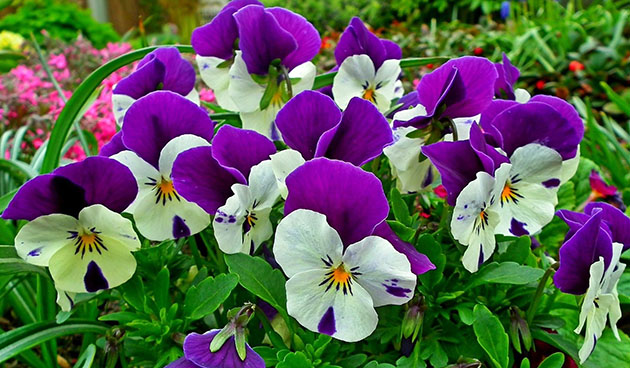 Анютины глазки: красота и уход за цветами